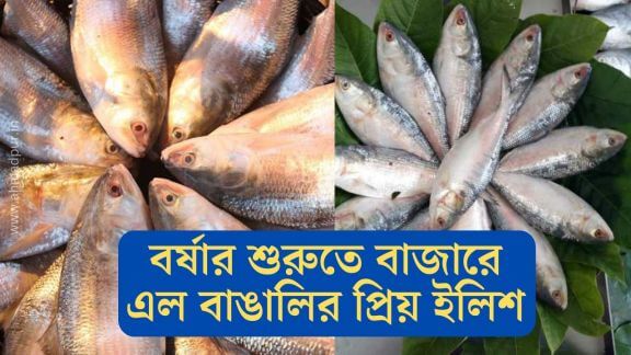 বর্ষার শুরুতে বাজারে এল বাঙালির প্রিয় মাছ ইলিশ বাঙালীর প্রিয় ইলিশ